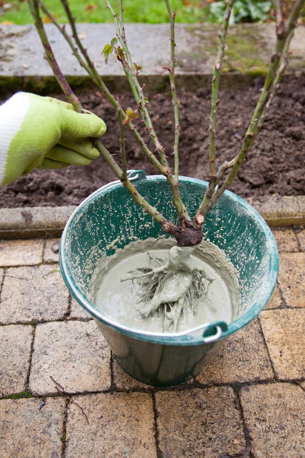 Planter un rosier à racines nues