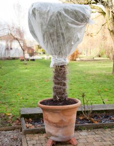 Protéger un palmier avec une canisse